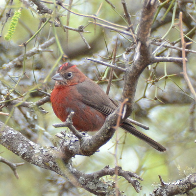 Red Pileated Finch